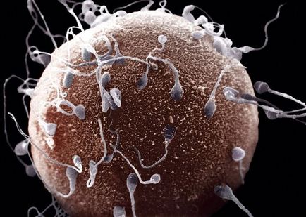 10 lucruri despre sperma