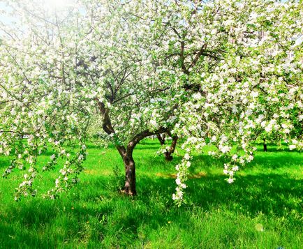 11 Secretele de o recoltă bună de mere
