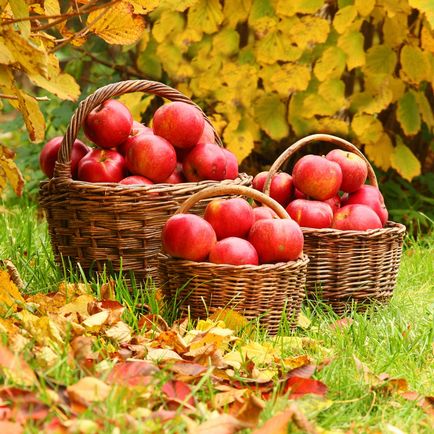 11 Secretele de o recoltă bună de mere