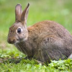 15 lucruri interesante despre iepuri de camp