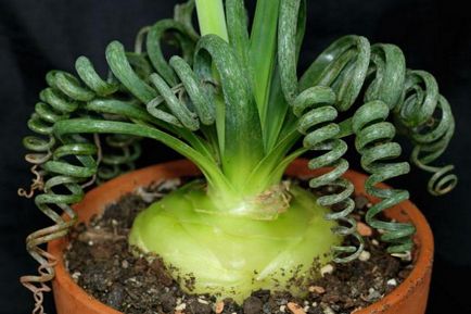 Albuka de ingrijire spirala in casa, caracteristici și recenzii (albuka spirala asistenta medicala de ingrijire la domiciliu albuka acasă albuka creștere a plantelor cu Perm spirală) îngrijire spirală Albuka în casă, caracteristici și recenzii