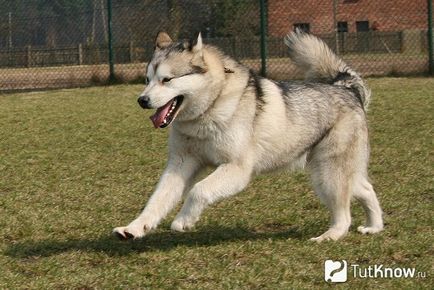 Malamutul caracteristici de câine de rasă