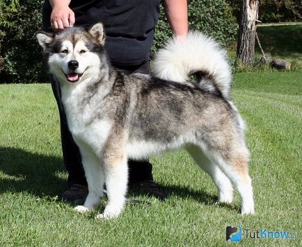 Malamutul caracteristici de câine de rasă