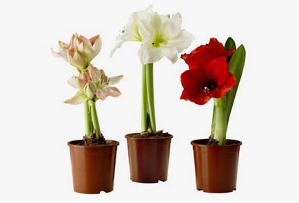 Amaryllis - îngrijire în normele de plantare de origine, conținutul este capabil să înflorească și restul,