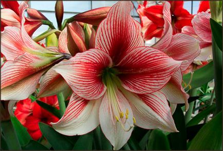 Amaryllis - îngrijire în normele de plantare de origine, conținutul este capabil să înflorească și restul,