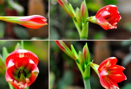 Amaryllis - îngrijire în normele de plantare de origine, conținutul este capabil să înflorească și restul,