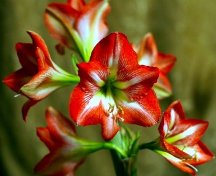 cultivare Amaryllis și îngrijire