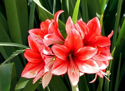 cultivare Amaryllis și îngrijire