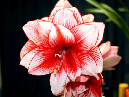 cultivare Amaryllis și îngrijire