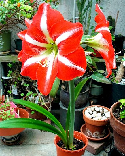 cultivare Amaryllis și îngrijire