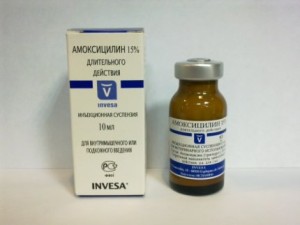 dozare Amoxicilina pentru pisici și instrukitsiya cu privire la utilizarea de antibiotice