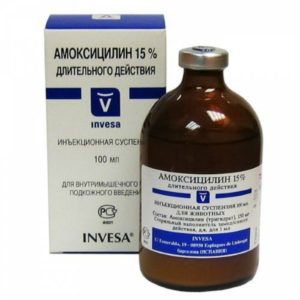 Amoxicilina pentru pisici metoda de administrare, dozare și recenzii
