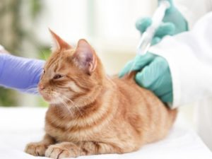 Amoxicilina pentru pisici metoda de administrare, dozare și recenzii