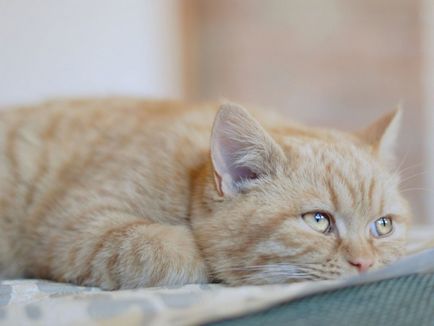 Amoxicilina pentru pisici informații despre droguri și indicații pentru utilizare