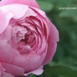 Aroma de trandafiri - ceea ce un trandafir miroase