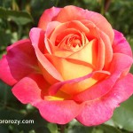 Aroma de trandafiri - ceea ce un trandafir miroase
