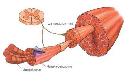 Simptome atrofie musculara si tratament, cum de a recupera