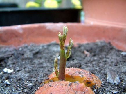 Avocado din oase acasă, cum să planteze și să crească