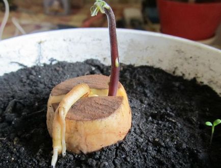 Avocado din oase acasă, cum să planteze și să crească