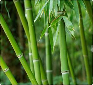 Bamboo ca un material modern de promițătoare, proprietățile sale