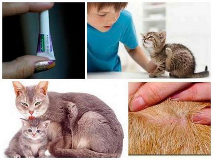 Baruri picături pentru pisici, descrierea și recomandări