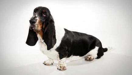 Basset Hound - Descriere Rasă, fotografie, caracteristicile rasei si recenzii