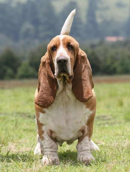 Basset Hound - Descriere Rasă, fotografie, caracteristicile rasei si recenzii