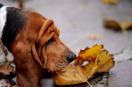 Basset Hound - Descriere Rasă, fotografie, caracteristicile rasei si recenzii