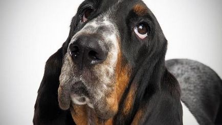 Basset Hound - Descriere Rasă, fotografie, caracteristicile rasei si recenzii