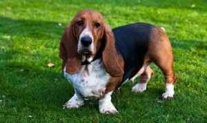 Descrierea Teckel a naturii, boala, îngrijire și întreținere (Dachshund) Descrierea Teckel a naturii, boala, îngrijire și întreținere