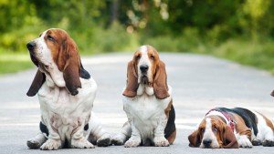 Descrierea Teckel a naturii, boala, îngrijire și întreținere (Dachshund) Descrierea Teckel a naturii, boala, îngrijire și întreținere