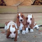 Descrierea Teckel a naturii, boala, îngrijire și întreținere (Dachshund) Descrierea Teckel a naturii, boala, îngrijire și întreținere