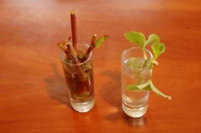 propagarea Begonia prin butași în foi de apă la domiciliu