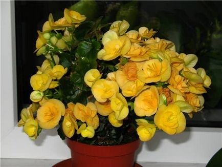 metode de reproducere Begonia, caracteristici de multiplicare