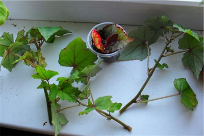 îngrijire begonia și reproducerea în casă