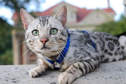 Bengaleza fotografie fotografii frumoase și descriere rasa, natura pisica Bengal