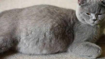 Sarcina si nasterea într-o pisică britanic