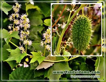 Stropeste castravete (foto) de plantare și îngrijire, site-ul de grădină, cabana și plante de apartament (îngrijire) Stropeste castravete (foto) de plantare și îngrijire, site-ul de grădină, cabana și plante de apartament