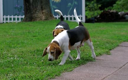 descriere rasa Beagle, personaj cu fotografii și video