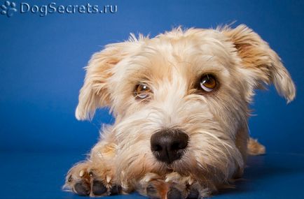 Boala de ochi la câini simptome, tratament, fotografii