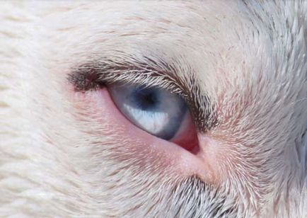 Boala de ochi la câini simptome, tratament, fotografii