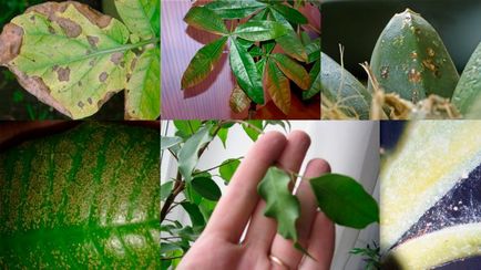 Bolilor și dăunătorilor de plante de interior, modul de a trata houseplants