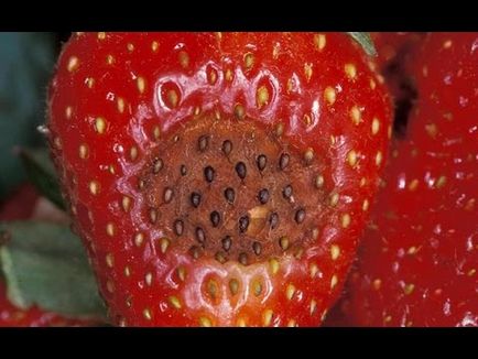 Boli de căpșuni și o fotografie a tratamentului lor