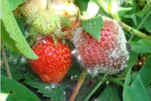 Boli de căpșuni cu fotografii, descriere și tratament, dragoste grădina mea