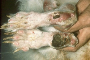 Boli de iepuri și tratament (simptome foto) de prevenire a acestora