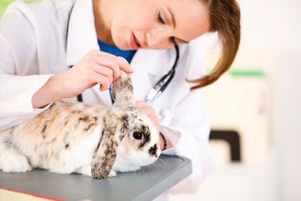 Simptomele bolii de iepuri și tratamentul lor, foto, video