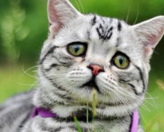Camaya cea mai veche pisica din lume - rating de longevivi în mediul pisicii
