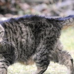 Camaya cea mai veche pisica din lume - rating de longevivi în mediul pisicii
