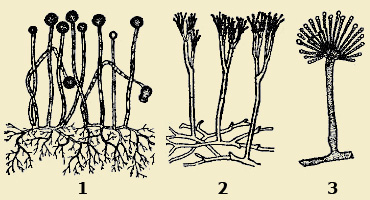 Regnul fungilor, caracteristicile generale ale fungilor, o structură de ciuperci