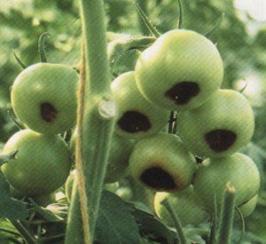Tomatele sunt bolnavi și cum să le trateze, osadovod - toate Sade, gradina si design (tomate) Tomatele sunt bolnavi și cum să le trateze, osadovod - toate Sade, gradina si design